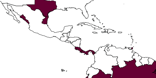 map of Aenasius frontalis     Compere, 1937